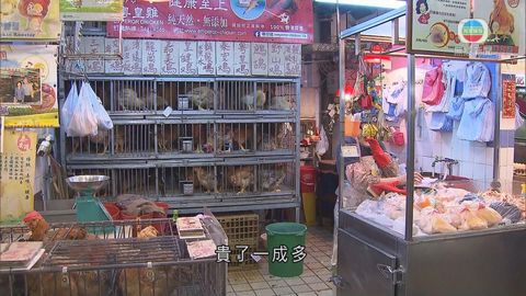 三萬五千隻活雞端午應市 雞價升約一成 三萬五千隻活雞端午應市 雞價升約一成