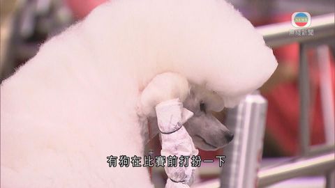 灣仔舉行寵物展 公眾可領養遺棄寵物