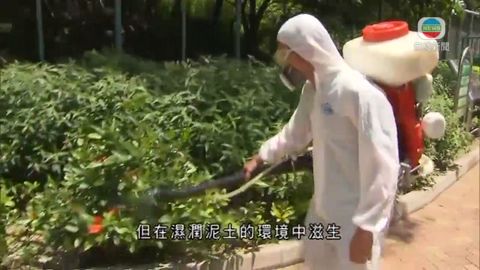 食環署加強滅蚊滅蠓 有居民指蚊患嚴重 食環署加強滅蚊滅蠓 有居民指蚊患嚴重