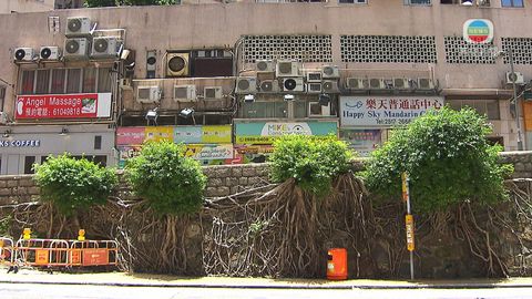般咸道被砍細葉榕重現生機 展現強軔生命力 般咸道被砍細葉榕重現生機 展現強軔生命力