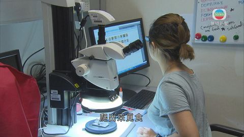 港大發現本地第22個新蟻種「金樹蟻」 晚間活躍