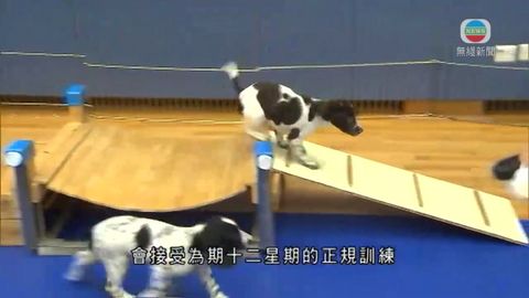 懲教署和海關合作繁殖工作犬 訓練後協助搜查 懲教署和海關合作繁殖工作犬 訓練後協助搜查