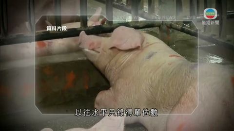問題豬事件當局疑遭落藥 食環署將檢視流程