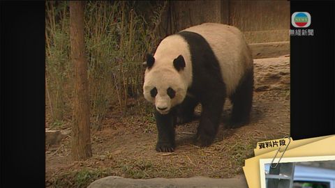 海洋公園大熊貓佳佳逝世 漁護署等同意為其安樂死