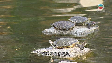 棄置動物問題嚴重 愛協今年收逾350巴西龜