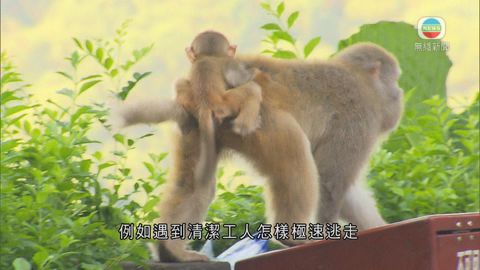 猴子翻垃圾桶覓食 漁護署提用新垃圾桶拖延1年