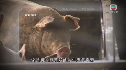 元朗有農場豬隻證實驗出禁用抗生素 已銷毀19隻
