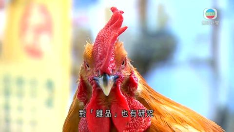 雞年將至 香港不少俗語與雞有關