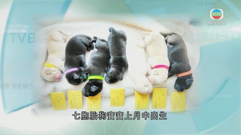 本港以澳洲導盲犬精子人工受孕 誕下7小導盲犬