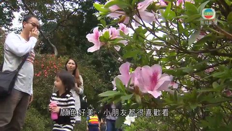 禮賓府開放日引市民參觀 盛放杜鵑成主角