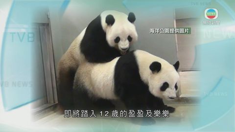 海洋公園「大熊貓之旅」明日起閉館 提高繁殖機會