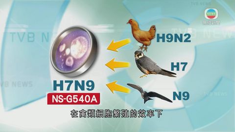 港大指內地H7N9病毒基因突變 傳染能力增強