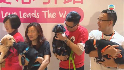 七隻在港繁殖導盲犬正在寄養家庭接受訓練