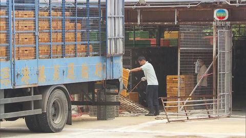 政府研究遷長沙灣家禽批發市場 業界初步反對 政府研究遷長沙灣家禽批發市場 業界初步反對