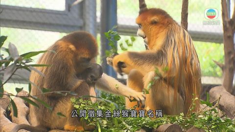 海洋公園為首隻本港繁殖川金絲猴舉行命名比賽