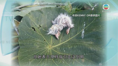 康文署就修剪大埔廣福道樹木致多隻鷺鳥死亡致歉