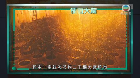 時事通識:種植大麻 時事通識:種植大麻
