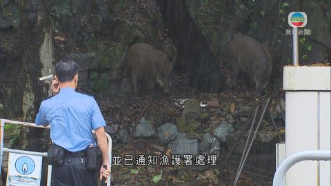 香港仔發現四隻野豬 已通知漁護署處理