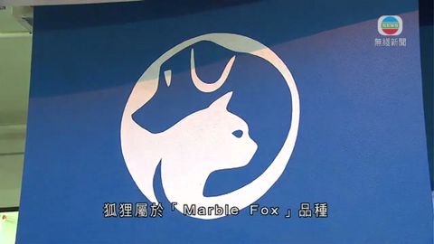 消防大嶼山救起一隻狐狸 正接受觀察及隔離