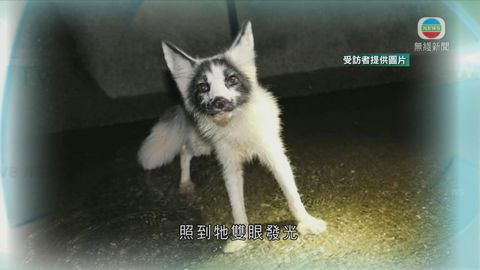 「大理石狐」大嶼山引水道獲救 現接受隔離觀察