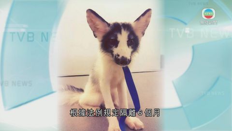 海洋公園指黑白色狐狸無法與北極狐生活 需要交還