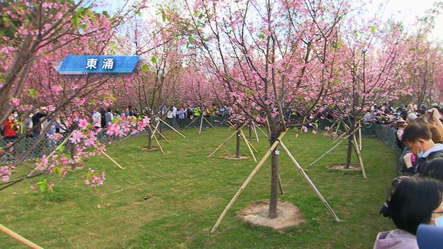 無綫新聞 TVB News