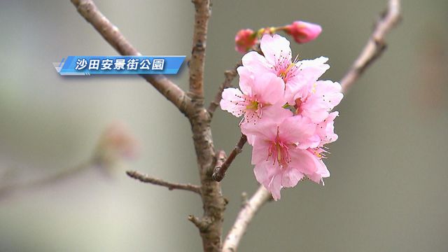 無綫新聞 TVB News