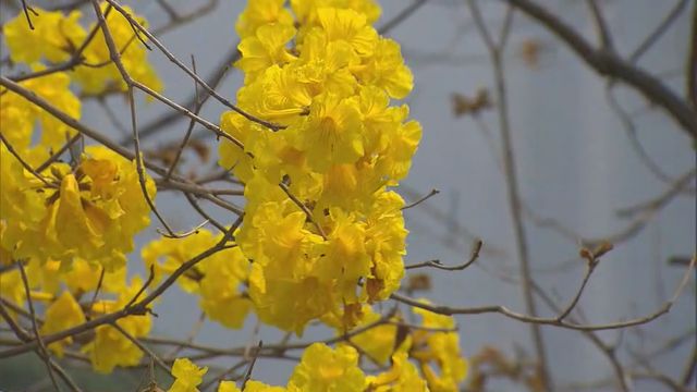 無綫新聞 TVB News