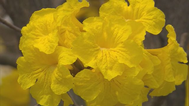 無綫新聞 TVB News