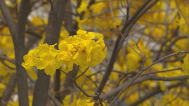 無綫新聞 TVB News