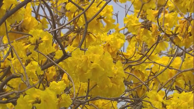 無綫新聞 TVB News