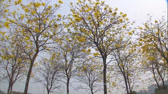 無綫新聞 TVB News