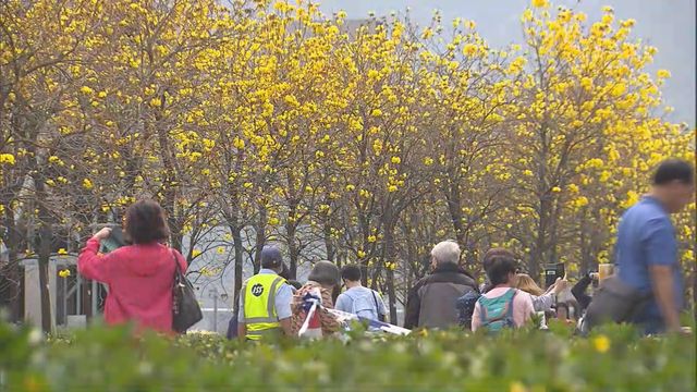 無綫新聞 TVB News