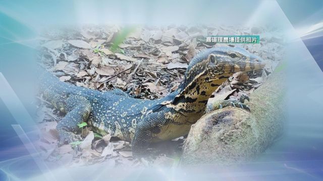 無綫新聞 TVB News