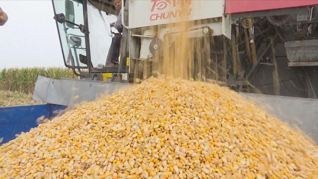 巴西及阿根廷玉米失收 美國玉米期貨價格升至一月以來高位