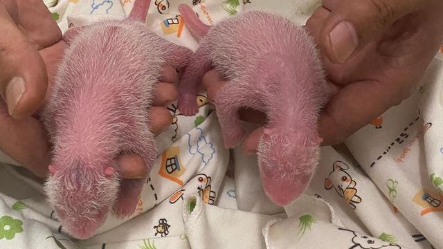 大熊貓「盈盈」「樂樂」自然交配下 「盈盈」凌晨誕下一對龍鳳胎 大熊貓「盈盈」「樂樂」自然交配下 「盈盈」凌晨誕下一對龍鳳胎