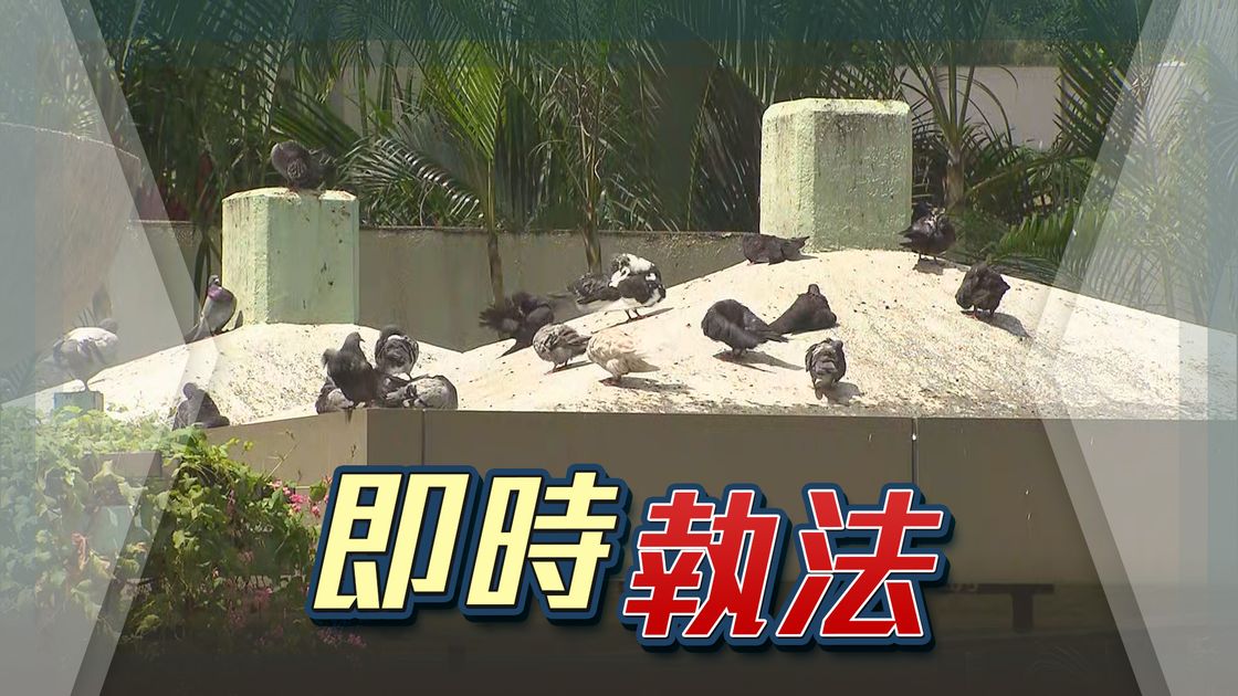 AFCD no longer issues verbal warnings for illegal feeding of wild animals until 6pm when a fixed penalty notice is issued | TVB News
