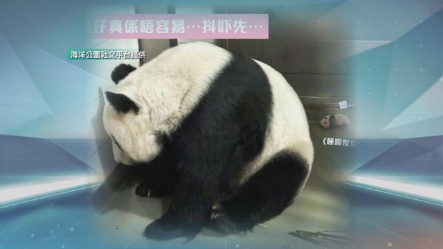 無綫新聞 TVB News