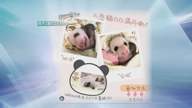 【附參加方法】大熊貓龍鳳胎滿月前夕 海洋公園送出815張薑醋卡
