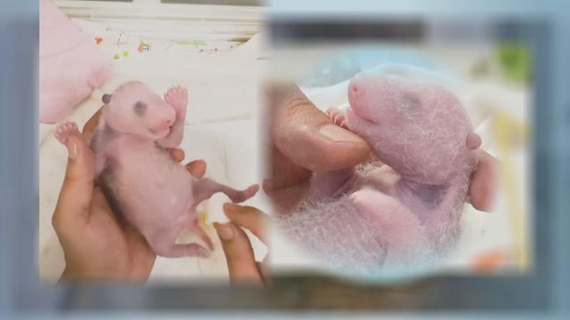 無綫新聞 TVB News