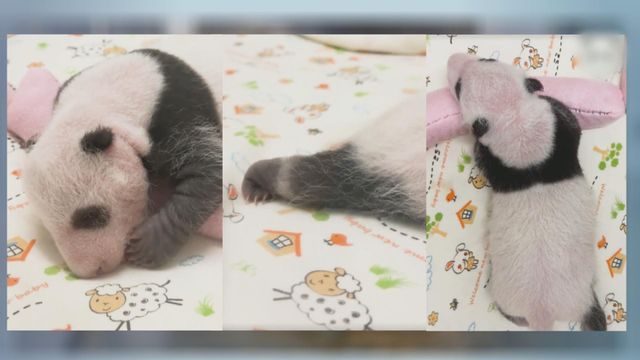 無綫新聞 TVB News