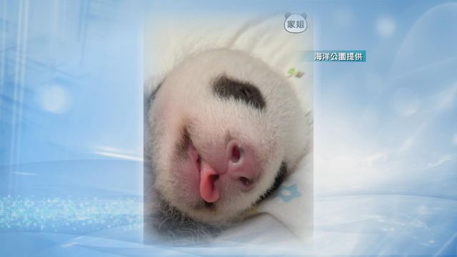 無綫新聞 TVB News
