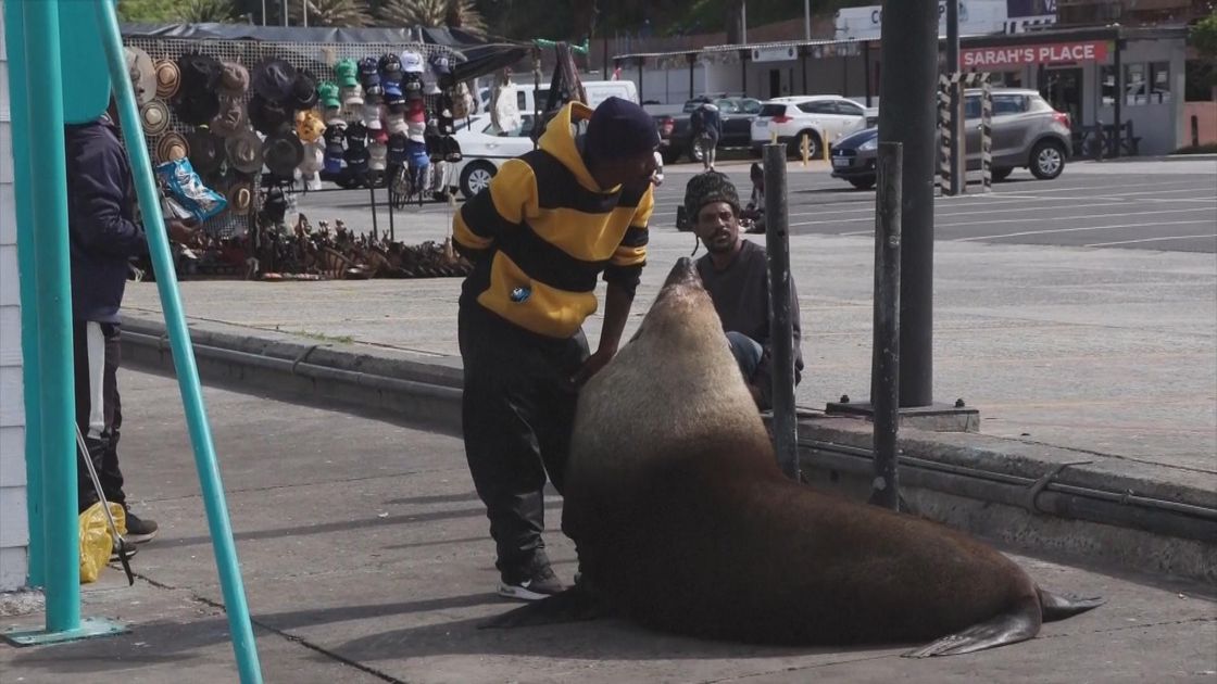 Deadly Tides: South Africa Uncovers World's First Suspected Rabies Outbreak in Marine Mammals, Linked to Rogue Jackals - News Directory 3