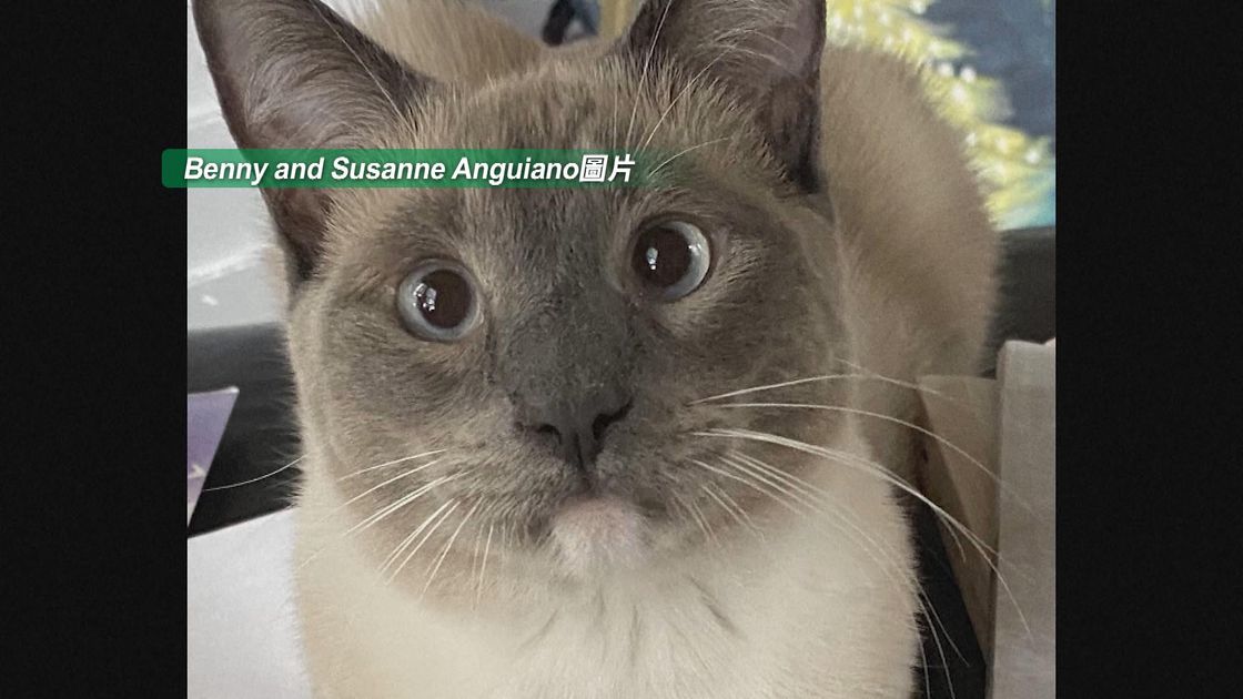 Miracle Reunion: Brave American House Cat Travels 1,000km Solo, Defies Odds to Find Way Back Home