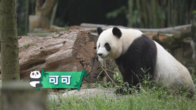 無綫新聞 TVB News