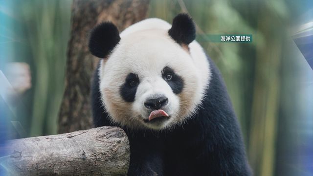 無綫新聞 TVB News