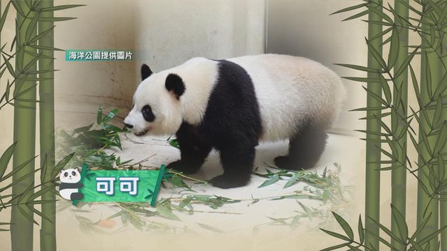 無綫新聞 TVB News