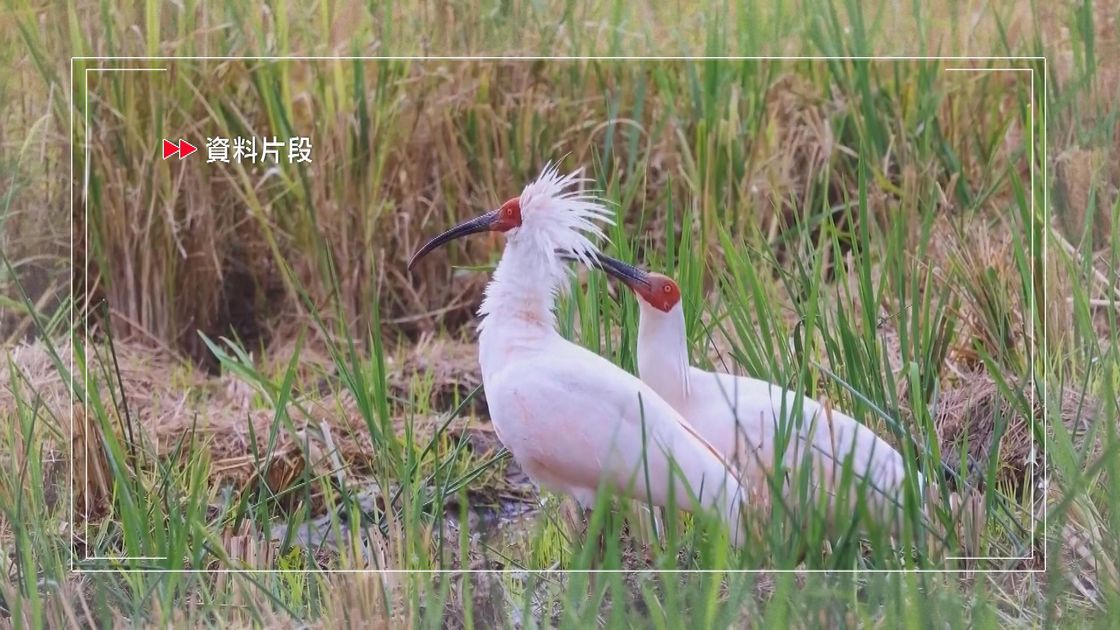 Fowl Play: Japan's Symbolic Gift of Ibis to China Sparks Hope for Improved Relations - News Directory 3