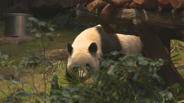 無綫新聞 TVB News