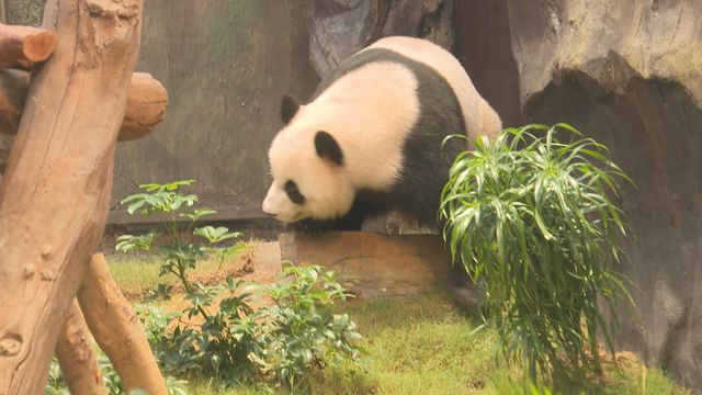 無綫新聞 TVB News